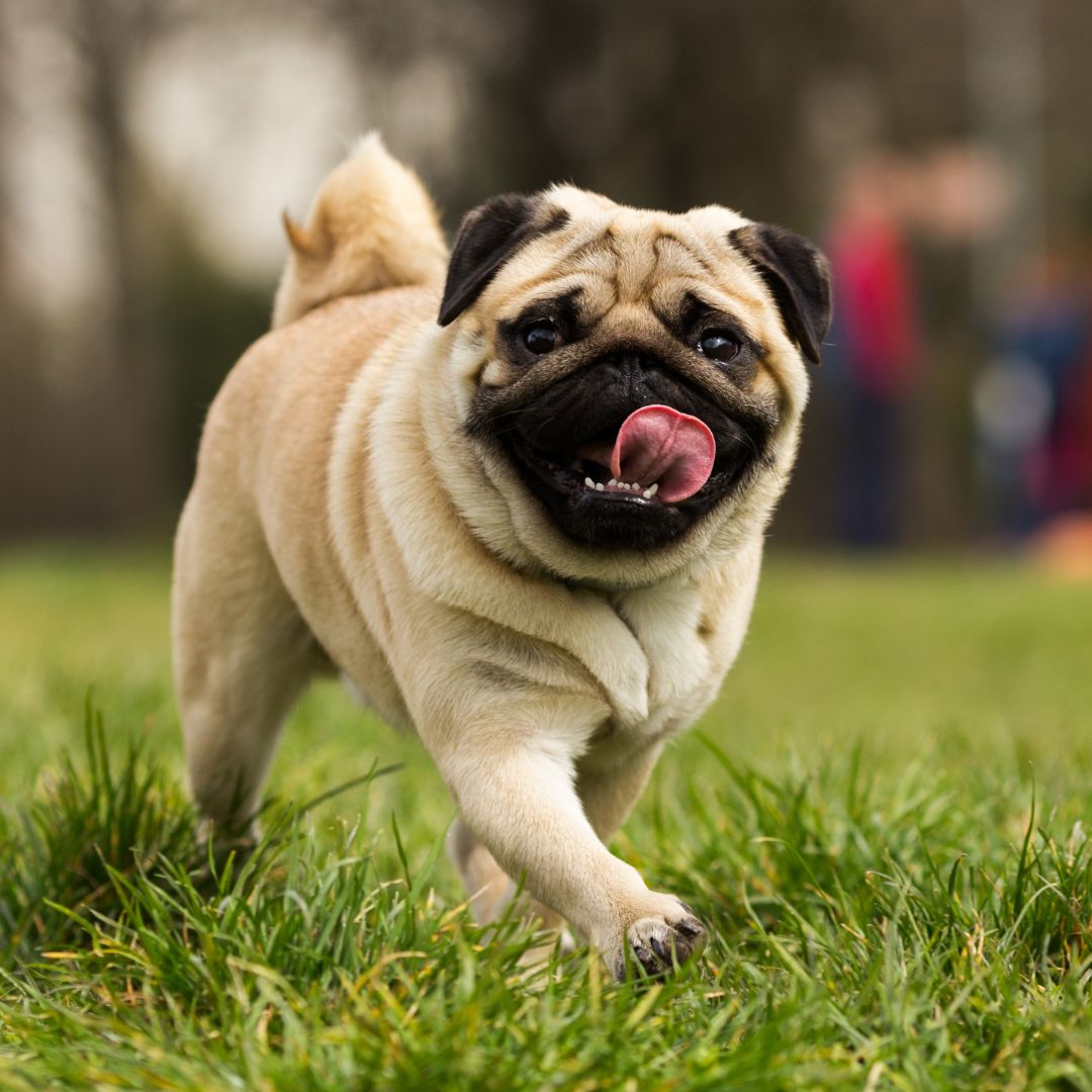 a dog running in grass
