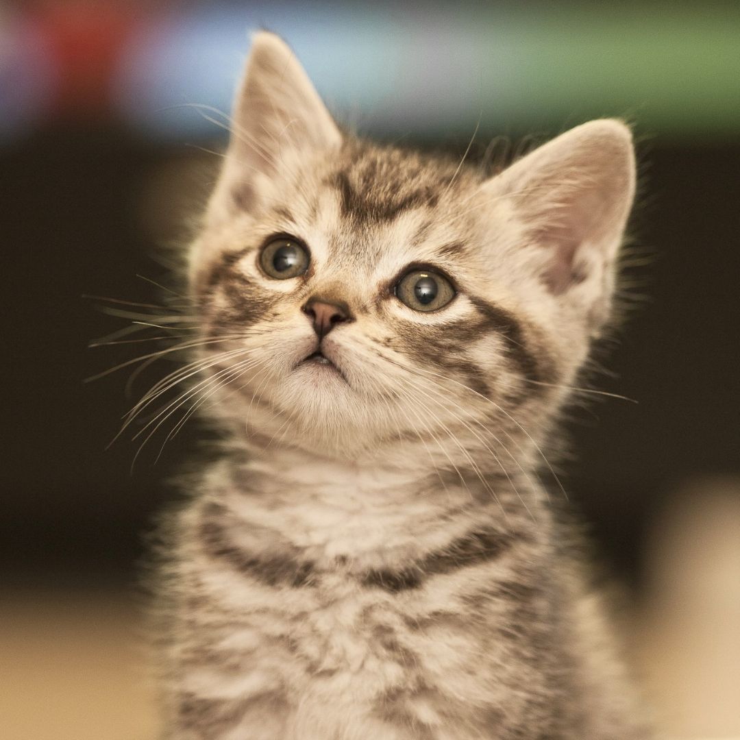 a close up of a kitten